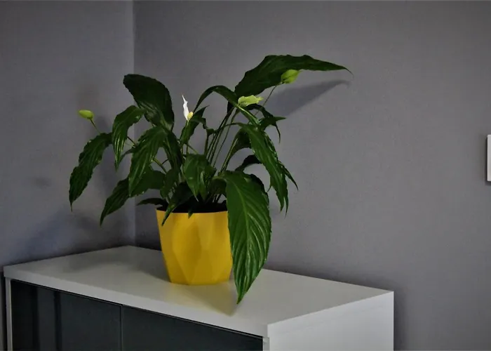 Przy Arsenale Lejlighed