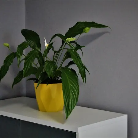 Przy Arsenale Apartment